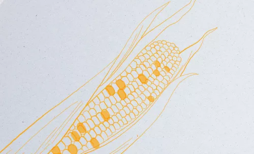 Crush - corn (kukorica) - 250g - SRA3 <50ív/csomag>